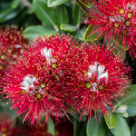 Metrosideros Vibrant Flowers