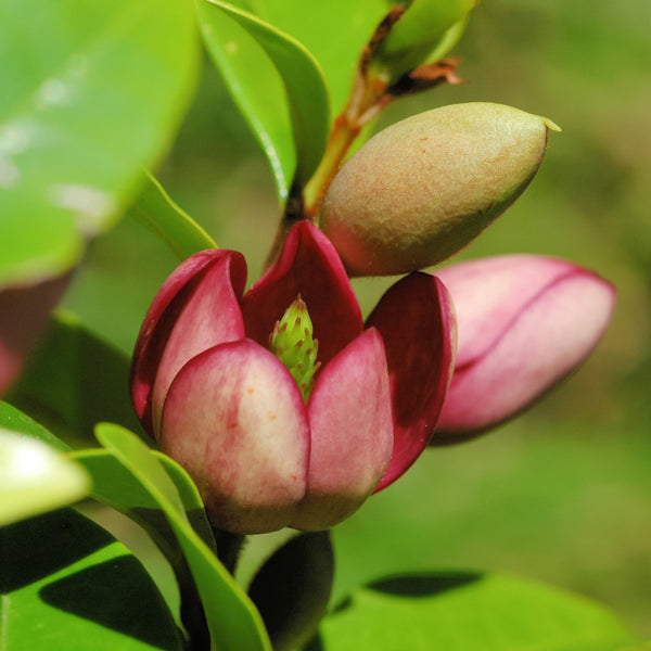 Magnolia Flowering plant gift