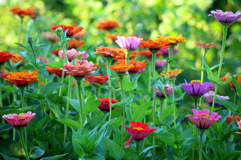 Living Flowers