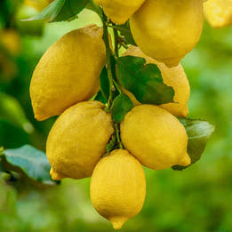 Meyer Lemon Tree