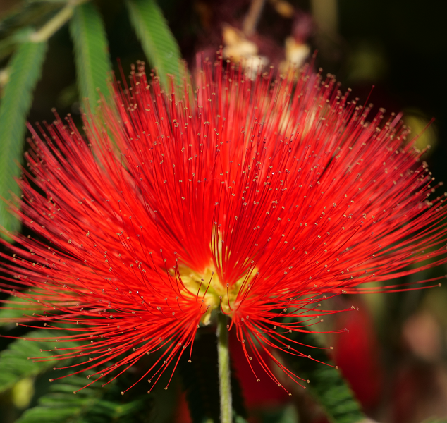 Metrosideros Vibrant Flowers