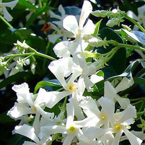 Jasmine Chinese Star Plant Gift Housewarming Gift Nz Delivery Give Plants