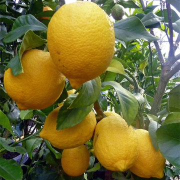 Meyer Lemon Tree - Delivery NZ Wide