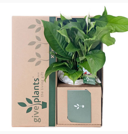Peace Lily White Flowers - Delivery NZ Wide