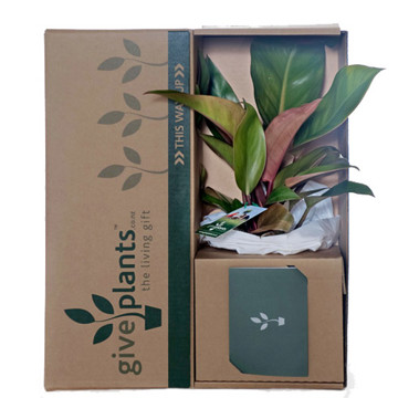 Philodendron - Congo