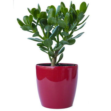 Money Tree & Red Pot - Housewarming Gift Plant - Delivery NZ Wide